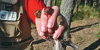Погода, климат и жизнь птиц
